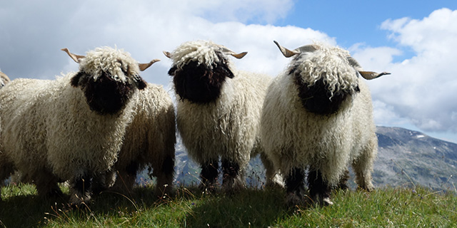 Three mighty stylesheep